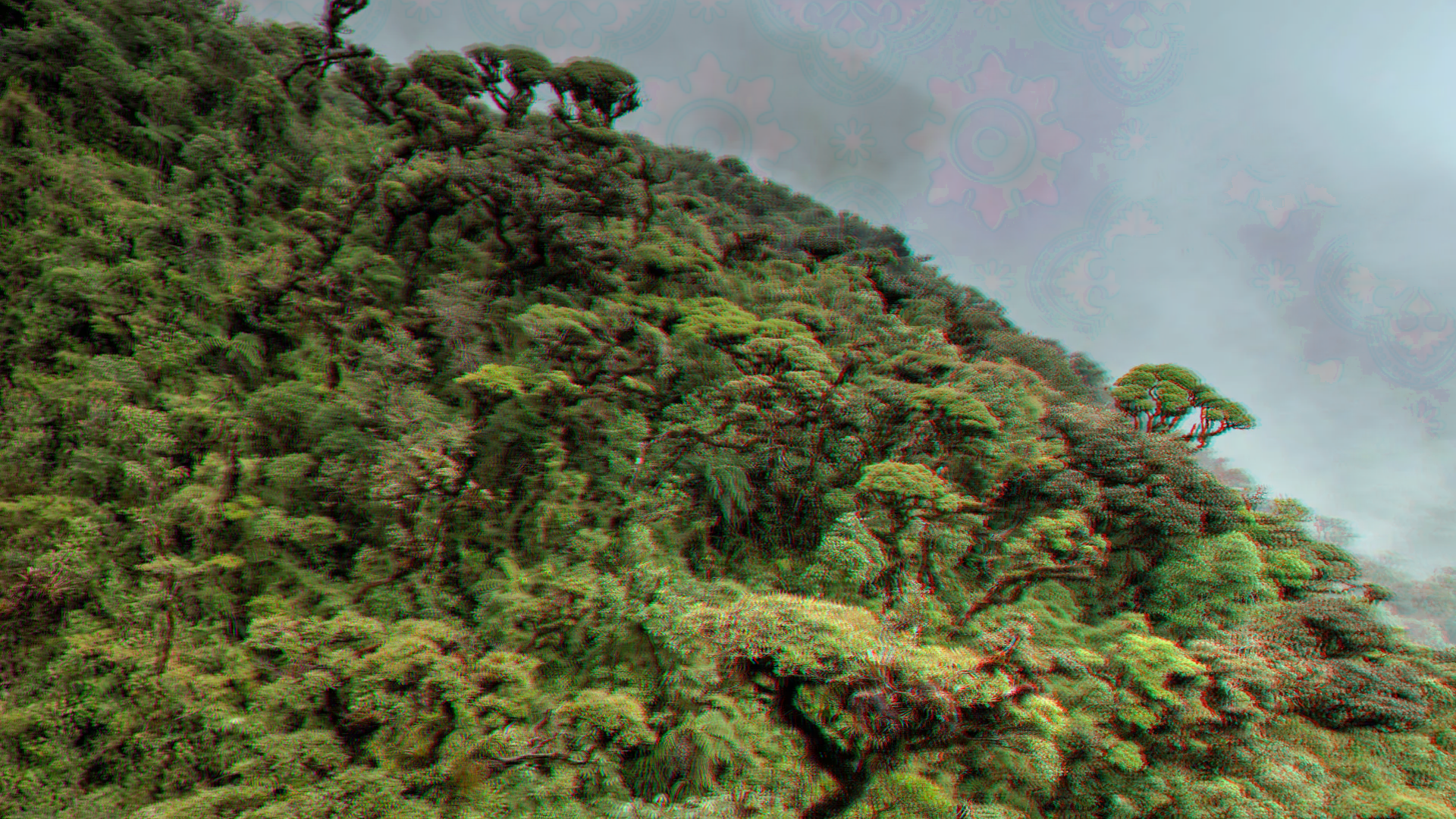 a cloud forest
